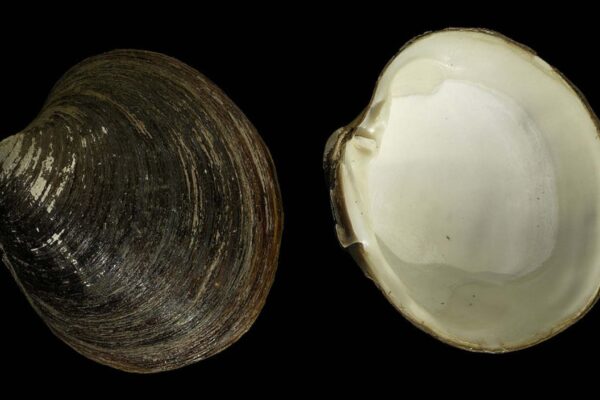 Ming, o molusco que viveu mais de 500 anos nas águas da Islândia (Imagem: Hans Hillewaert | CC BY-SA 4.0)