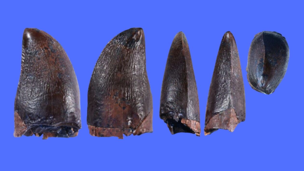 Dente fossilizado de mosassauro mostrando detalhes anatômicos únicos. (Foto: Melanie AD Durante et al. via Springer Nature)