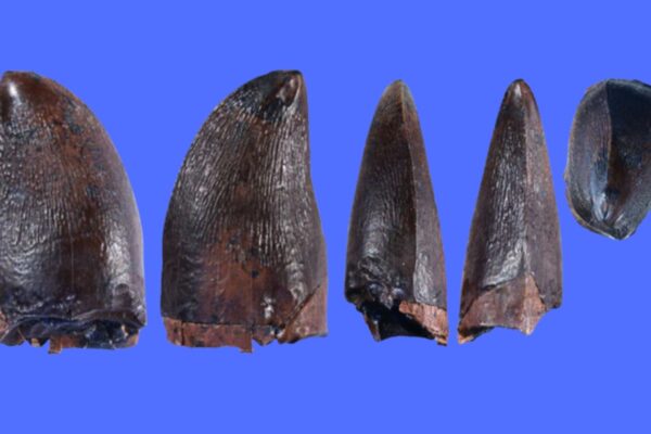 Dente fossilizado de mosassauro mostrando detalhes anatômicos únicos. (Foto: Melanie AD Durante et al. via Springer Nature)