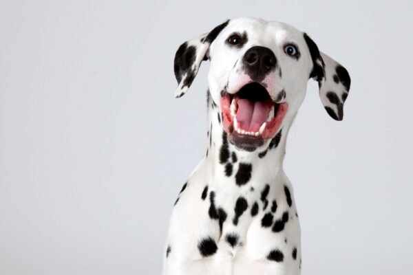 Mutação rara em dálmatas provoca danos neurológicos progressivos. (Foto: Getty Images via Canva)
