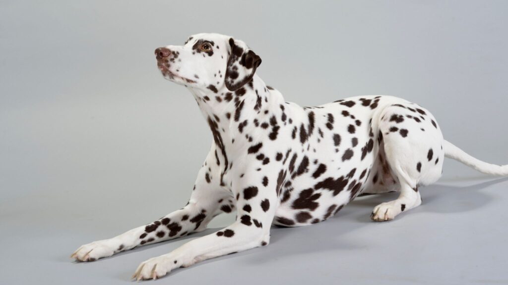 Sintomas como ansiedade e descoordenação podem indicar a doença. (Foto: Getty Images via Canva)