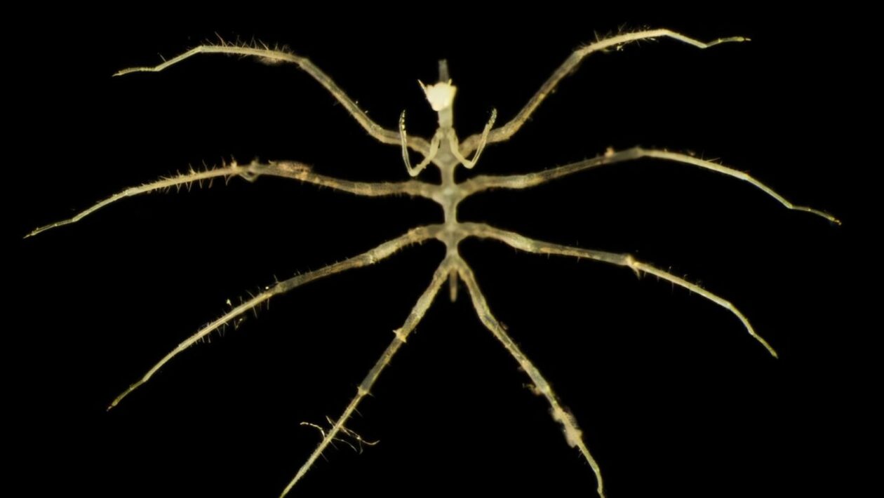 Novas espécies marinhas descobertas a 4.000 metros no Pacífico profundo (Imagem: Museu de História Natural de Londres e Universidade de Gotemburgo)