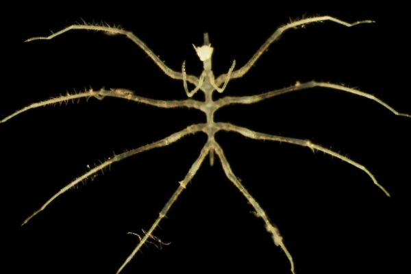 Novas espécies marinhas descobertas a 4.000 metros no Pacífico profundo (Imagem: Museu de História Natural de Londres e Universidade de Gotemburgo)