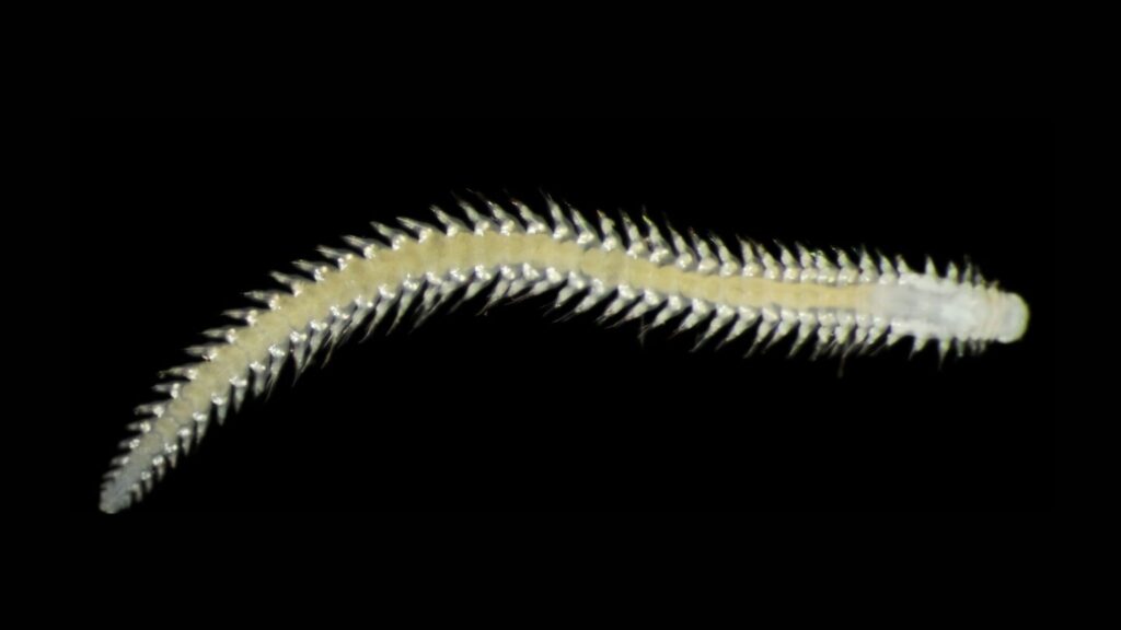 Mineração submarina revela biodiversidade inédita no fundo do oceano (Imagem: Museu de História Natural de Londres e Universidade de Gotemburgo)