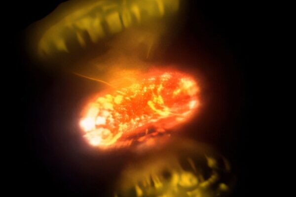 Novas estelares revelam fluxos complexos e raios gama no espaço (Imagem: The CHARA Array)