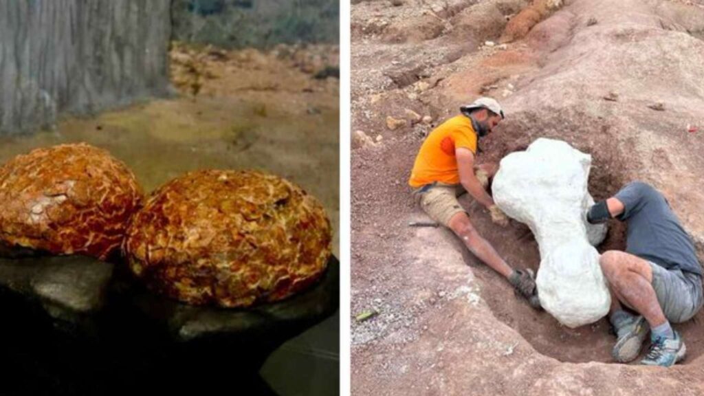 Descoberta rara de ovos de titanossauro intriga cientistas na Europa (Imagem: Museu Paleontológico de Castilla-La Mancha (MUPA))
