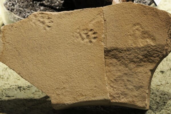 Pegadas fósseis mostram animais antigos no Oregon. (Foto: Divulgação / NPS)