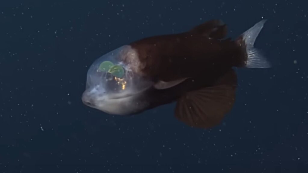 Olhos tubulares e corpo translúcido inspiram ciência e inovação (Imagem: MBARI (Monterey Bay Aquarium Research Institute))