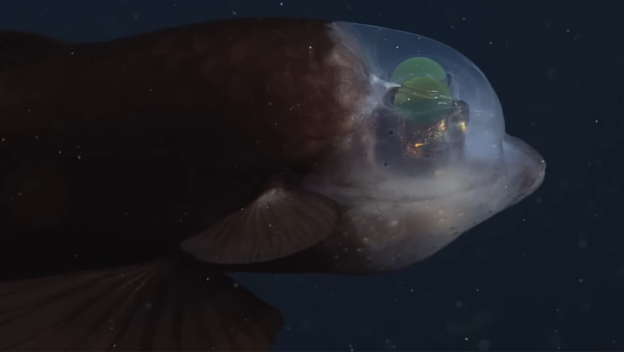 Peixes transparentes revelam órgãos e estratégias de caça em tempo real (Imagem: MBARI (Monterey Bay Aquarium Research Institute))