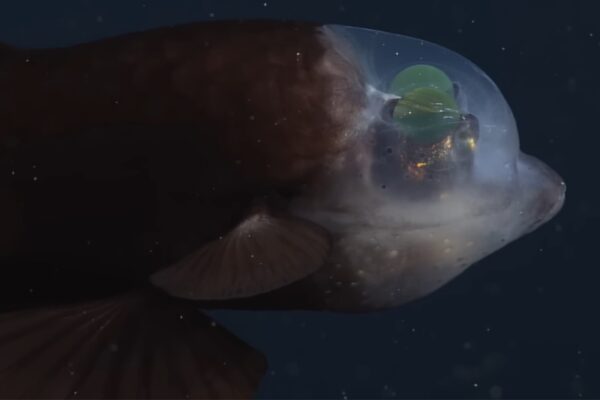 Peixes transparentes revelam órgãos e estratégias de caça em tempo real (Imagem: MBARI (Monterey Bay Aquarium Research Institute))