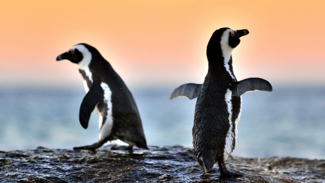 Escassez de sardinhas provoca mortes em massa de pinguins-africanos (Imagem: Getty Images/ Canva Pro)