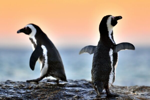 Escassez de sardinhas provoca mortes em massa de pinguins-africanos (Imagem: Getty Images/ Canva Pro)