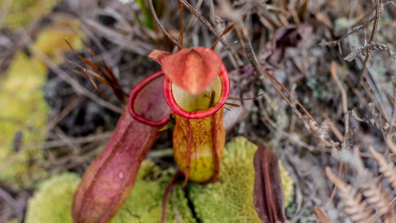 Planta carnívora recém-descoberta já corre risco de extinção (Imagem: Getty Images/ Canva Pro)