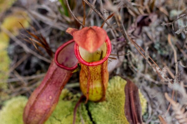 Planta carnívora recém-descoberta já corre risco de extinção (Imagem: Getty Images/ Canva Pro)