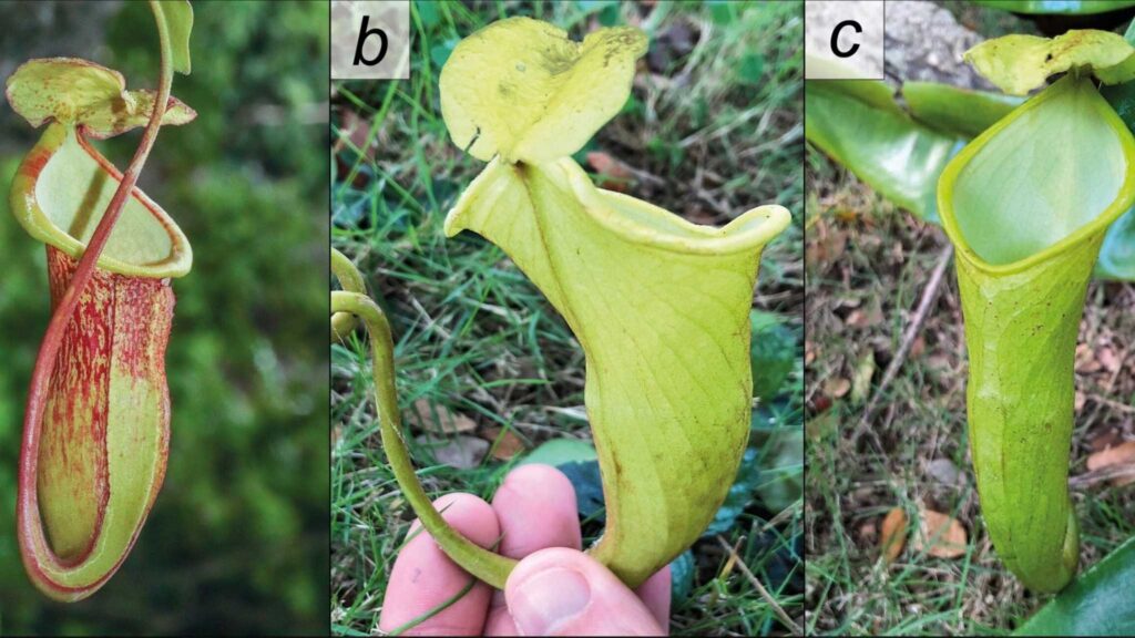 Espécie rara das Filipinas enfrenta clima extremo e caça ilegal (Imagem: Altomonte et al., 2025)
