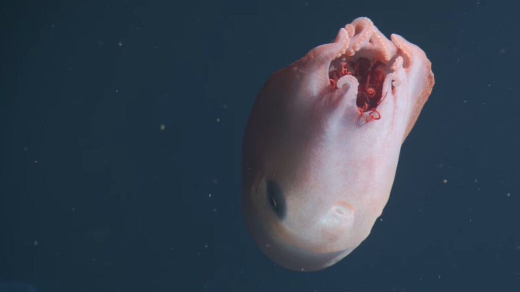 Haliphron atlanticus caça água-viva bioluminescente no oceano profundo (Imagem: MBARI | Monterey Bay Aquarium Research Institute)