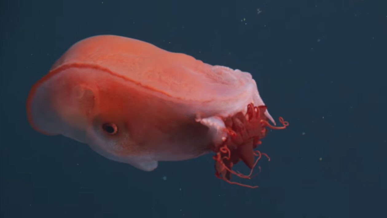 Polvo de sete braços é flagrado a 700 metros de profundidade (Imagem: MBARI | Monterey Bay Aquarium Research Institute)