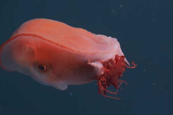 Polvo de sete braços é flagrado a 700 metros de profundidade (Imagem: MBARI | Monterey Bay Aquarium Research Institute)