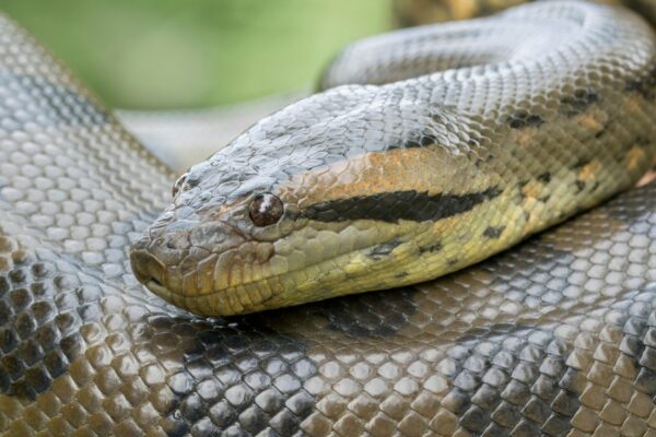 Fósseis revelam origem do gigantismo das sucuris. (Foto: Getty Images via Canva)