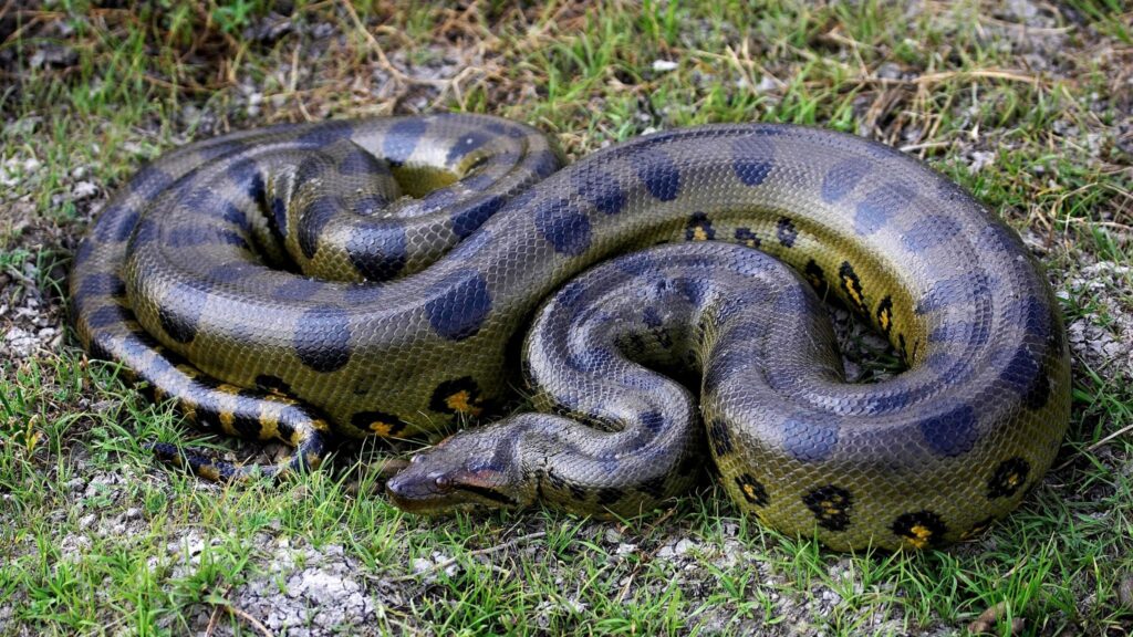 Habitat amazônico sustentou sucuris colossais no passado. (Foto: Getty Images via Canva)