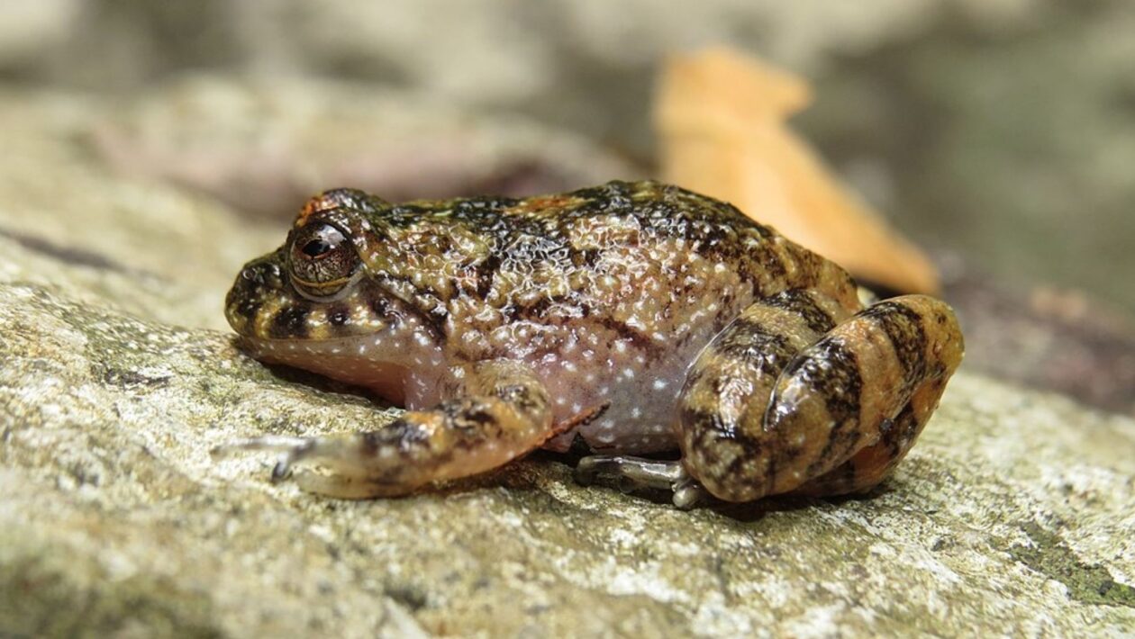 Rã rara é registrada em Petrópolis, reforçando a conservação local (Imagem: Diogo Luiz/ CC BY-SA 4.0)