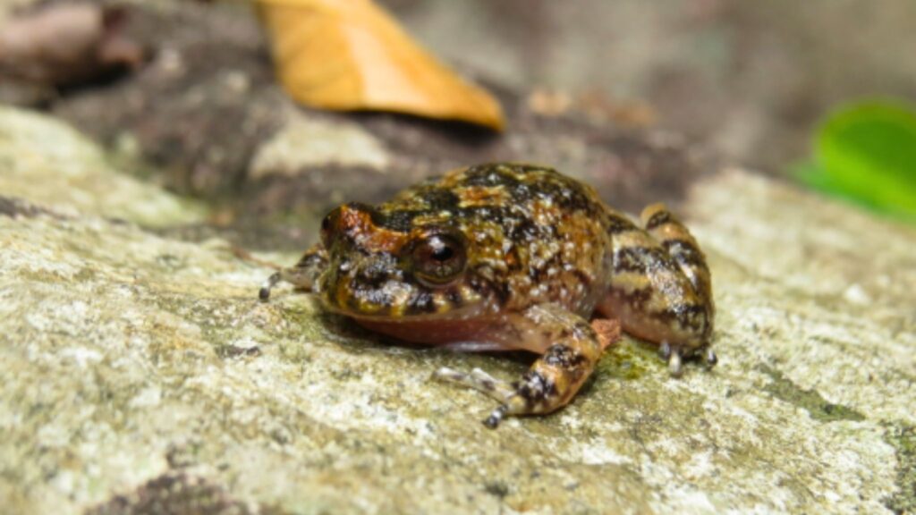 Serra da Maria Comprida protege espécies endêmicas e ameaçadas (Imagem: Diogo Luiz/ CC BY-SA 4.0)