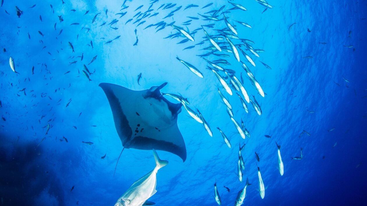 Raias-manta juvenis sustentam ecossistemas vivos enquanto nadam pelo oceano (Imagem: Getty Images/ Canva Pro)