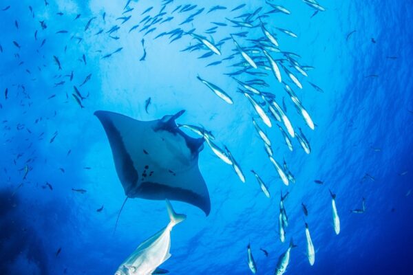 Raias-manta juvenis sustentam ecossistemas vivos enquanto nadam pelo oceano (Imagem: Getty Images/ Canva Pro)