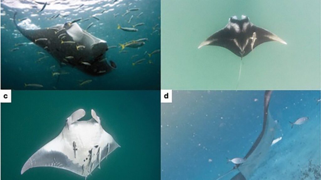 Estudo revela que raias-manta funcionam como habitats móveis marinhos (Imagem: Marine Biology (2025) | CC BY-SA 4.0) 
