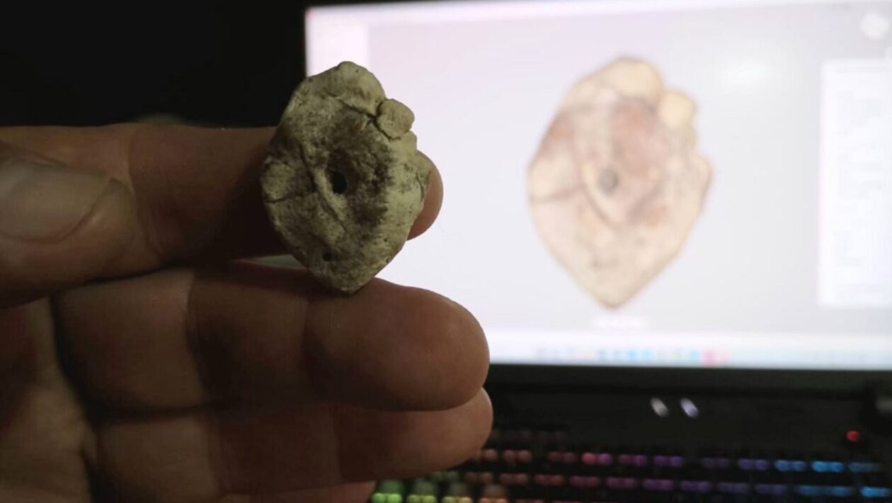 Fóssil de titanossauro revela passado pré-histórico de Corrientes. (Foto: Divulgação / Unne Medios)