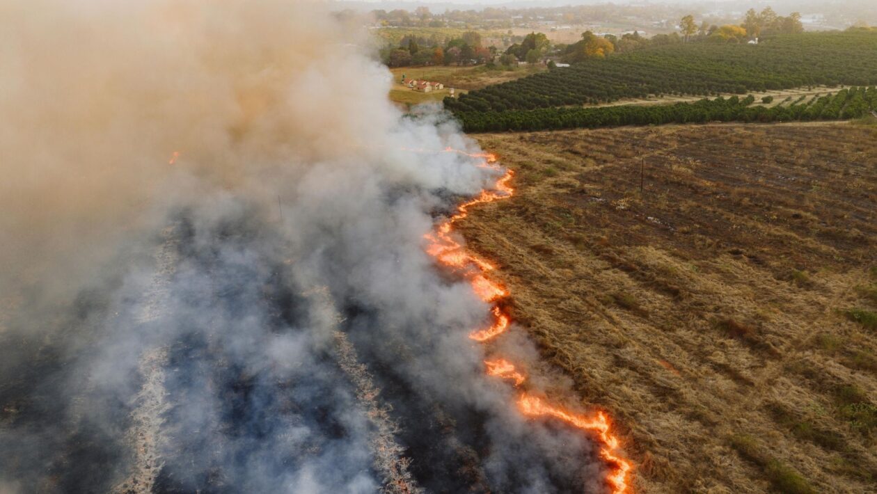 Mudanças climáticas aumentam risco de novos vírus emergentes. (Foto: Pexels via Canva)