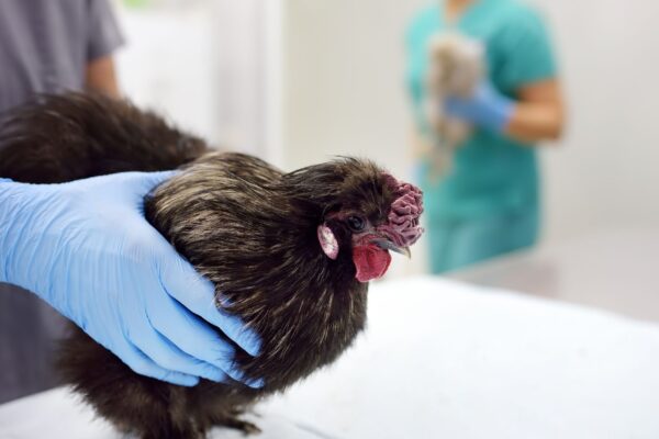 Variantes aviárias desafiam a resposta febril humana. (Foto: Maria Sbytova via Canva)