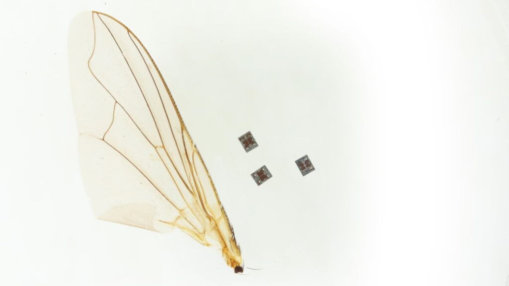 Três microrrobôs posicionados junto à asa de um inseto, destacando a escala. (Imagem: Maya Lassiter/Universidade da Pensilvânia)