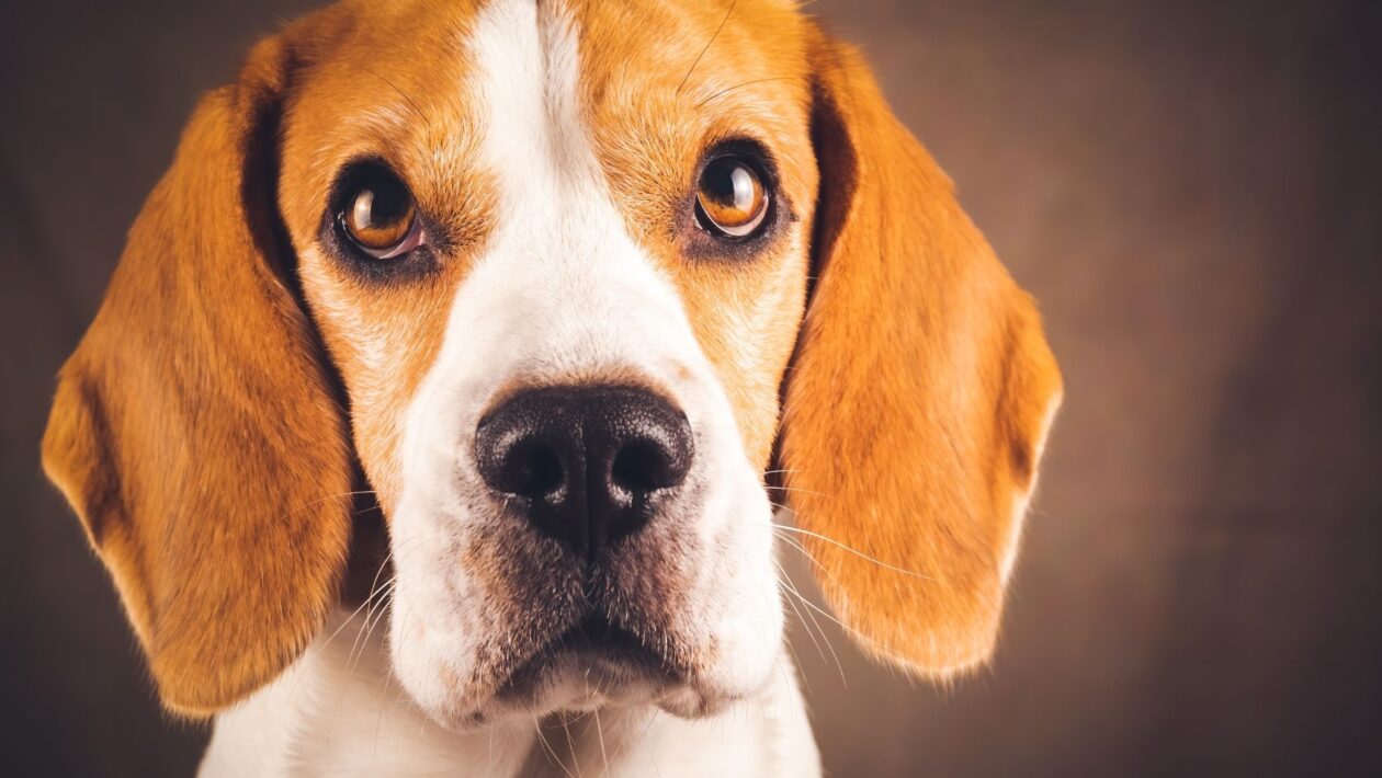 Terapia genética pode melhorar qualidade de vida canina. (Foto: Przemyslawiciak via Canva)