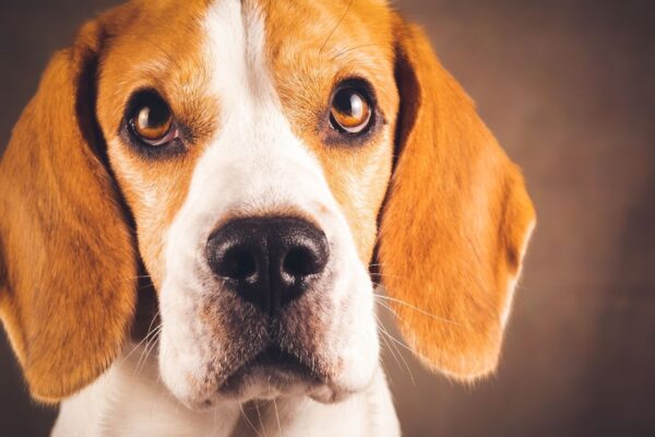 Terapia genética pode melhorar qualidade de vida canina. (Foto: Przemyslawiciak via Canva)