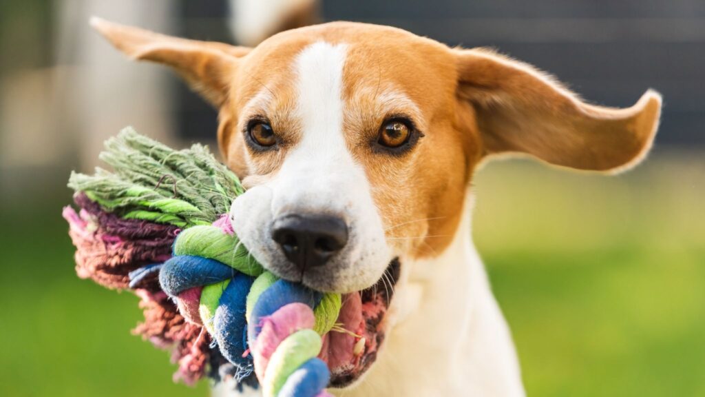 Gene SIRT6 é avaliado em estudo pioneiro com beagles. (Foto: Przemyslawiciak via Canva)