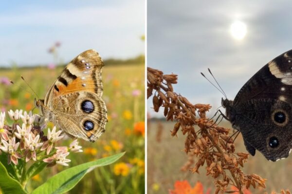 Estudo revela: borboletas mudam a visão conforme as estações (Imagem: Gerada por IA/ Gemini)
