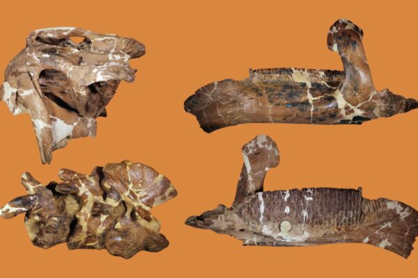 Fósseis do início do século XX são analisados novamente. (Foto: Divulgação / Universidade de Ciência e Tecnologia de Harrisburg)