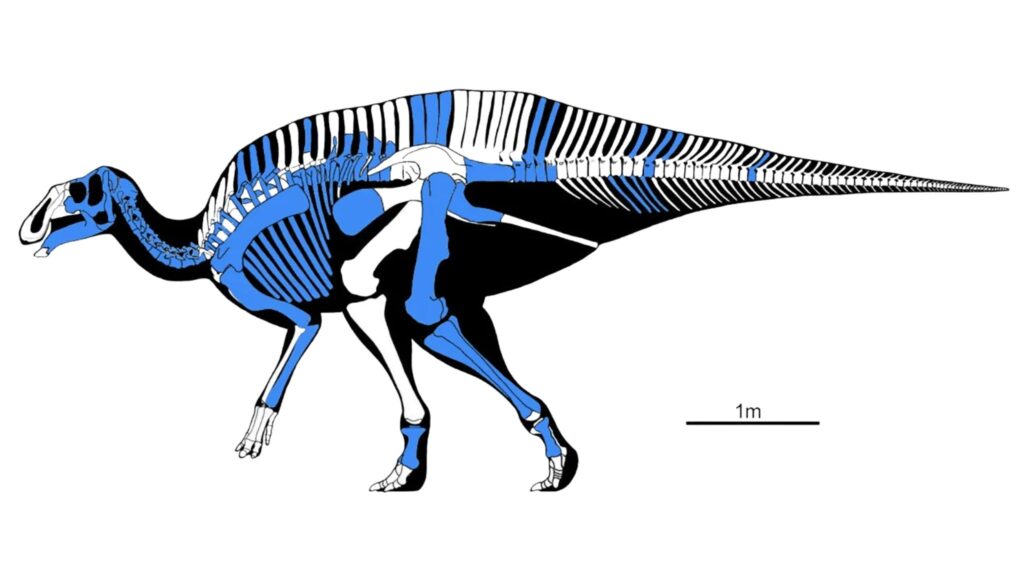 O dinossauro atingia até cerca de 12 metros de extensão. (Foto: Divulgação / Universidade de Ciência e Tecnologia de Harrisburg)