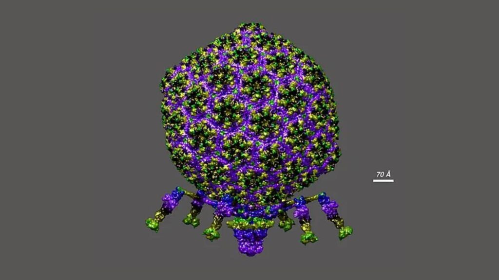 Representação atômica do bacteriófago T7 em detalhes estruturais (Imagem: Dr. Victor Padilla-Sanchez, PhD, CC BY-SA 4.0)
