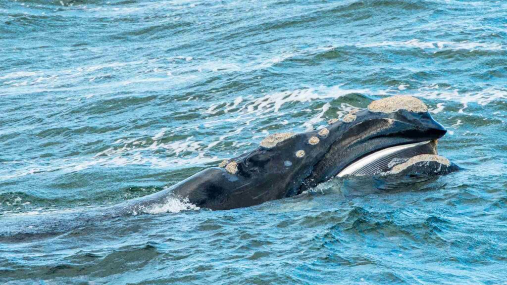 Dieta das baleias muda com a escassez de krill e peixes pelágicos (Imagem: THP Creative via Canva)

