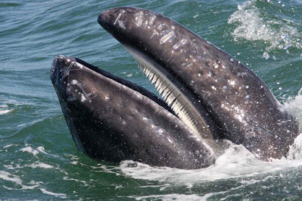 Baleias dividem comida para sobreviver às mudanças do Atlântico Norte (Imagem: Getty Images/ Canva Pro)