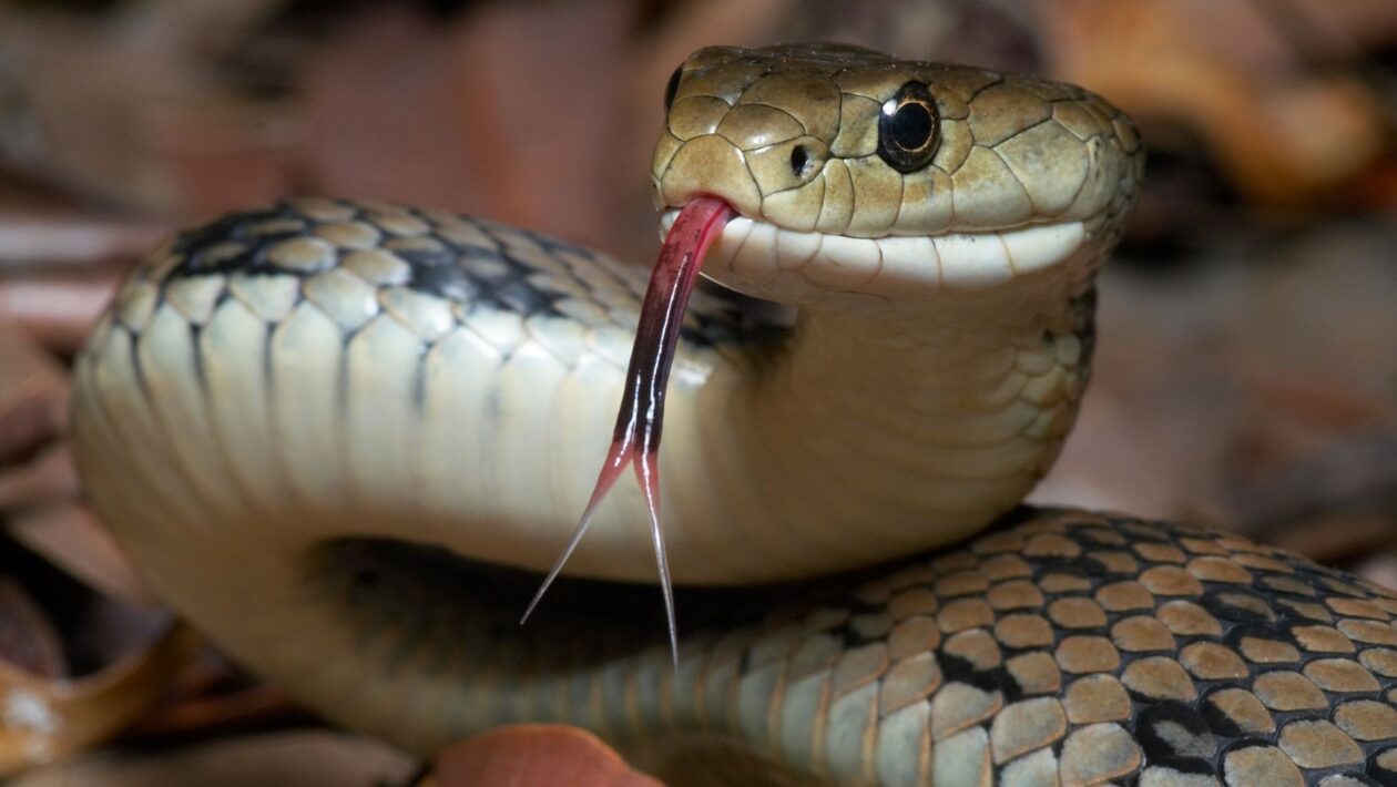 Toxina botulínica pode atenuar inflamação após picada de cobra. (Foto: Getty Images via Canva)
