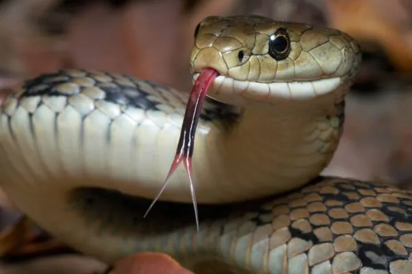 Toxina botulínica pode atenuar inflamação após picada de cobra. (Foto: Getty Images via Canva)