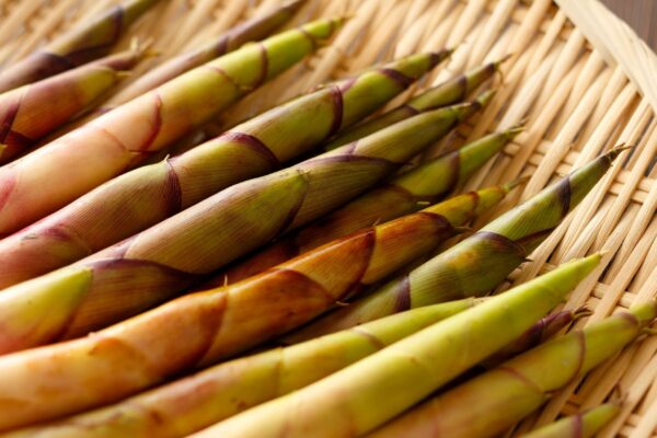 Brotos de bambu ajudam a controlar açúcar no sangue. (Foto: Aflo via Canva)
