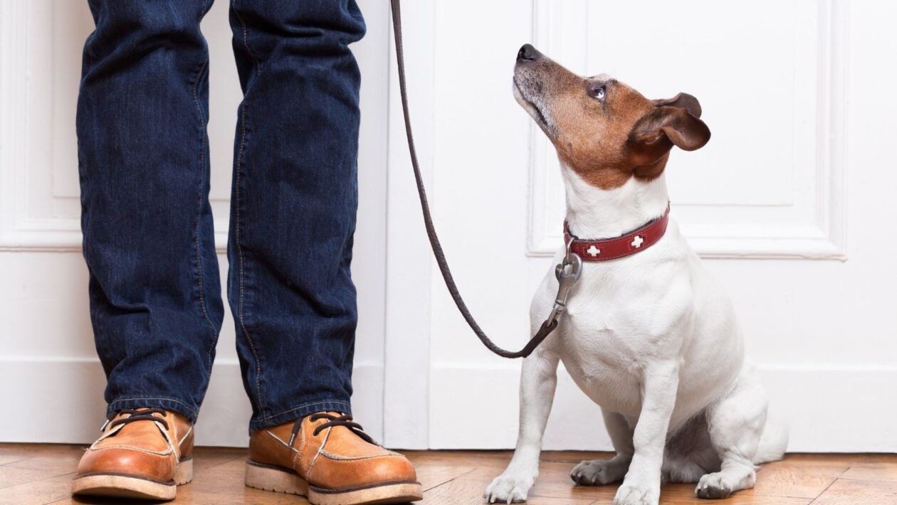 Alguns cães captam palavras como crianças pequenas. (Foto: Damedeeso via Canva)