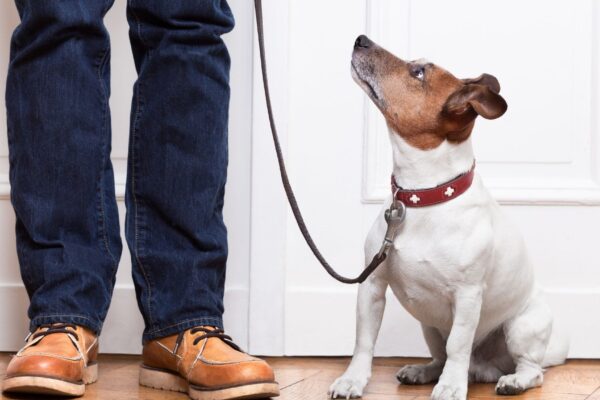 Alguns cães captam palavras como crianças pequenas. (Foto: Damedeeso via Canva)