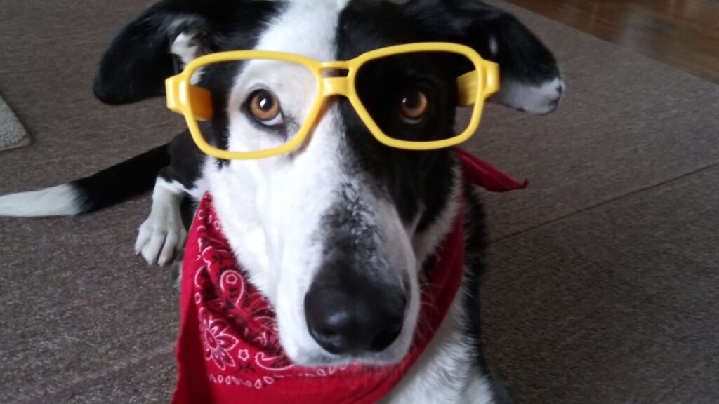 Aprendizado passivo permite cães memorizar vocabulário. (Foto: Getty Images via Canva)
