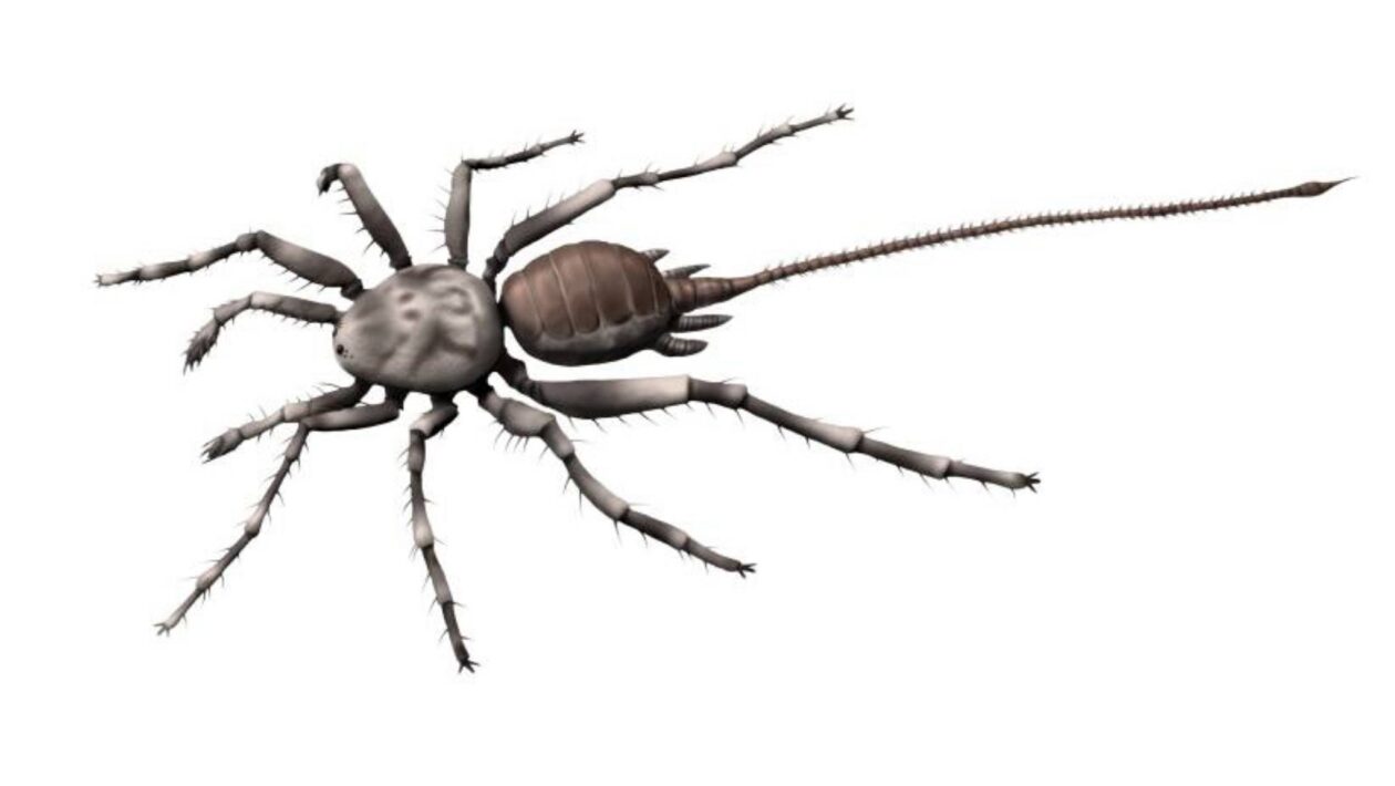 Fóssil de 100 milhões de anos mostra aranha com cauda única (Imagem: Nobu Tamura/ Licença CC BY-SA 4.0)