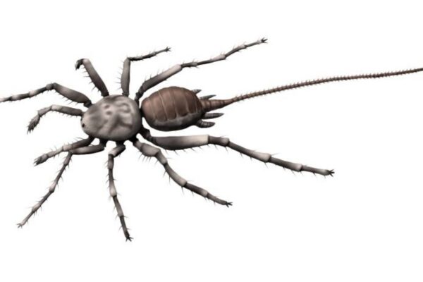 Fóssil de 100 milhões de anos mostra aranha com cauda única (Imagem: Nobu Tamura/ Licença CC BY-SA 4.0)